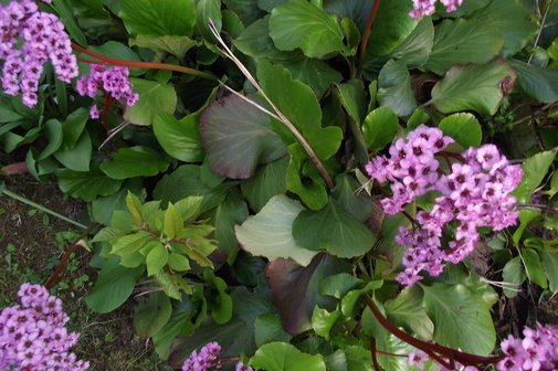 fliederfarbene Blumen an gr&uuml;nem Strauch