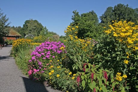 Kreislehrgarten Oberallgäu in Sulzberg Ried Auf dem Bild sind violett und gelb blühende Büsche und Stauden zu sehen.