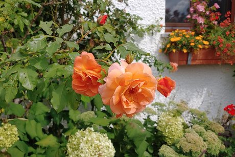 Bepflanzter Blumentrog Bepflanzter Blumentrog im Kreislehrgarten Oberallgäu.