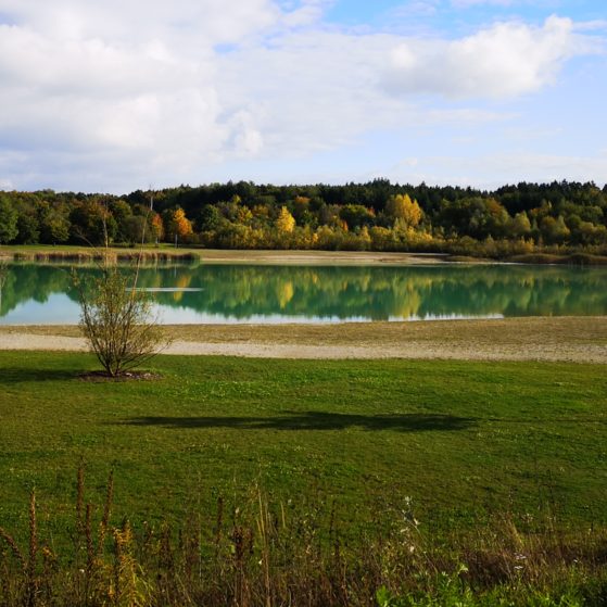 Gr&uuml;n schimmert der Langweider See unter dem blauen Himmel. Eingerahmt wird er von &uuml;ppiger gr&uuml;ner Natur.