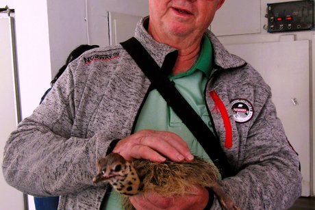 Küken in der Hand eines Teilnehmers