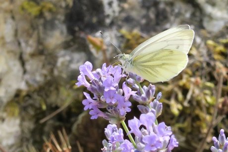 Wo Blumen, da Schmetterlinge Wo Blumen, da Schmetterlinge
