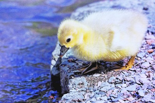 Ein gelbes Entenk&uuml;cken rechts am Bachufer schaut das Flie&szlig;en des Baches links gespannt zu, ob es ins Wasser soll?
