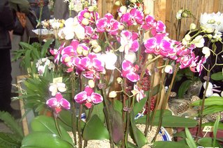 Orchideenschau