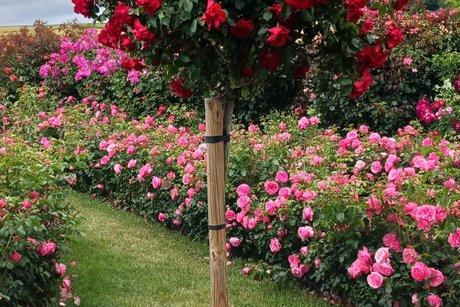 Rosenstamm pink
