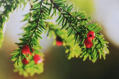 2 Nadelzweige mit kleinen roten Beeren an den Spitzen hängen nach unten.