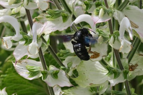 Nektar für die Holzbiene Nektar für die Holzbiene