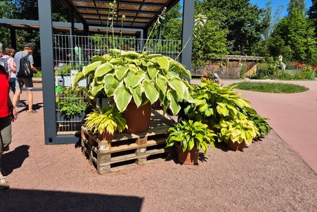 Landesgartenschau Mehrere Pflanzen