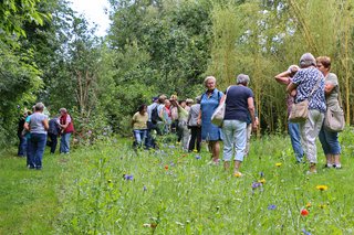 Blumenwiese