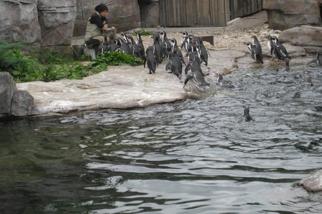 Zoo Frankfurt