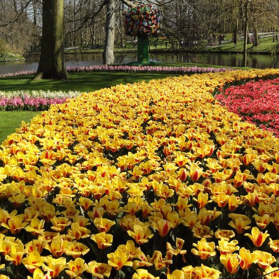 Frühlingsblumen Frühling