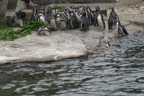 Zoo Frankfurt