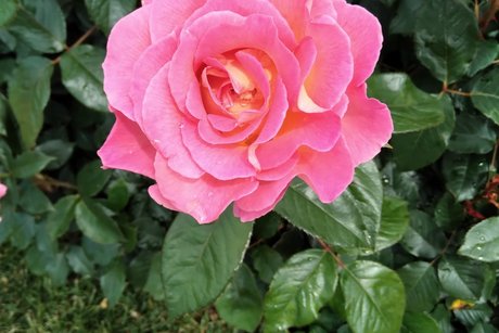 Rosenbl&uuml;te