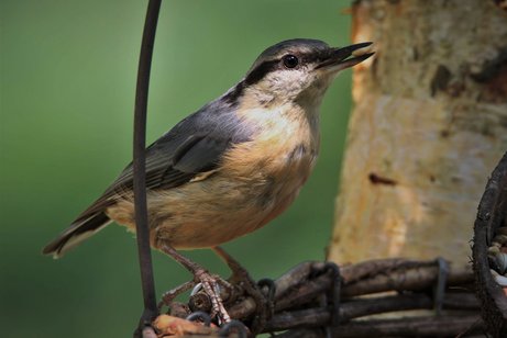 Vogelwelt Vogelwelt