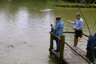 Karpfenfütterung