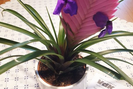 Muttertagsfeier VdK Hof-Neuhof 2025 Muttertagsfeier VdK Hof-Neuhof 2025