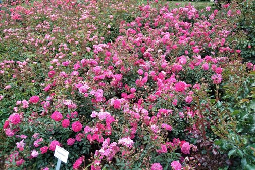 Rosenstrauch pink
