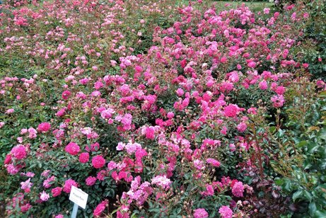 Rosenstrauch pink