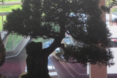 Ein wunderschöner Bonsai Baum