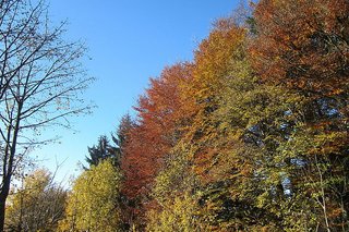 Herbstwald