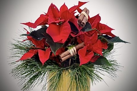 dekorierter Weihnachtsstern Bild von einem dekorierten Weihnachtsstern