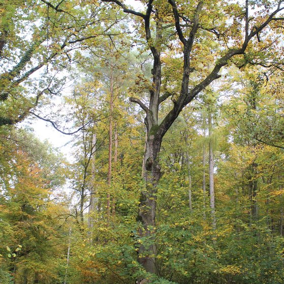 Sp&auml;tsommer im"Forst"
