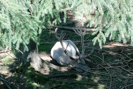 Mehlmeisel6 Mehlmeisel6