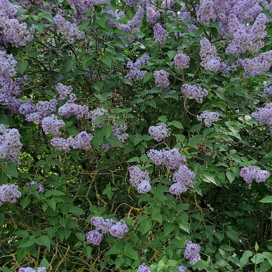 Fr&uuml;hlingsblumen - Flieder