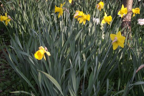 Narzissen