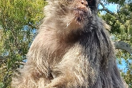 KV Dingolfing-Landau