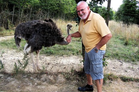 Der Strauß streckt seinen Hals durch den Zaun, um an die Armbanduhr des Besuchers zu kommen.