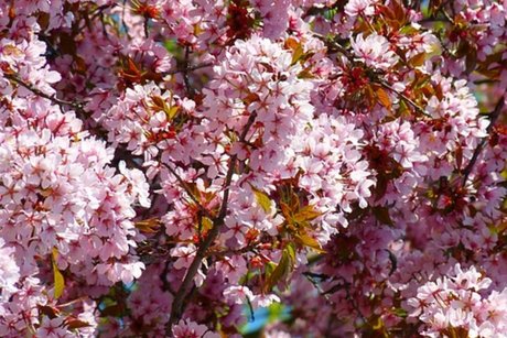 Fr&uuml;hlingsbl&uuml;her