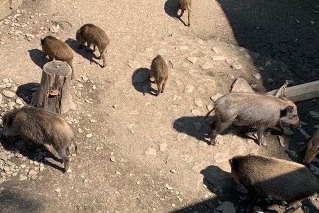 Mehlmeisel1 Mehlmeisel1