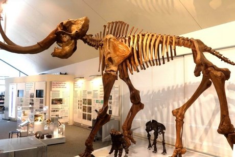 Mammut Skelett Siegsdorf Museum