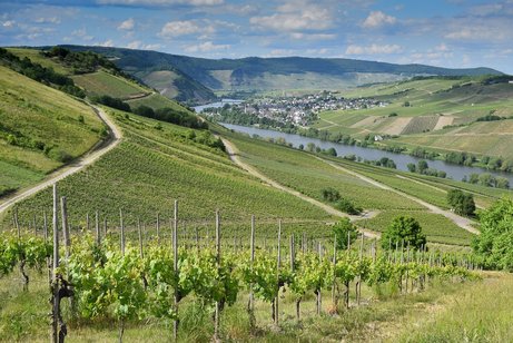 Weinberge Mosel