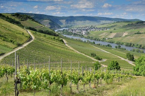 Weinberge Mosel
