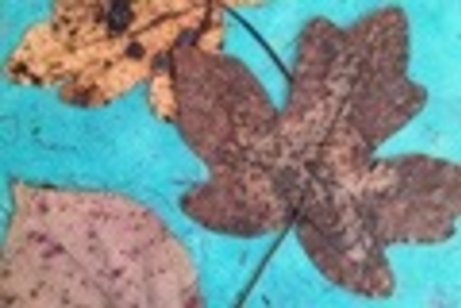 Herbstlaub