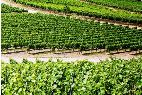 Weinberge Bullenheim