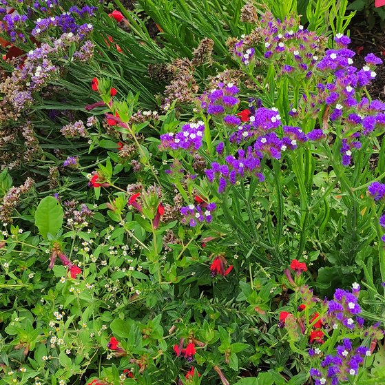 Blumen