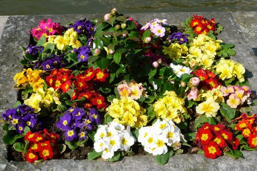 Blumen