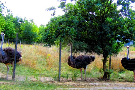 Eine Straußenfamilie Eine Straußenfamilie bestehend aus einem männlichen Tier - erkennbar an den roten Beinen und dem roten Schnabel, sowie zwei weibliche Tiere.