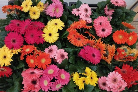 Blumengru&szlig; vor 2 Jahren