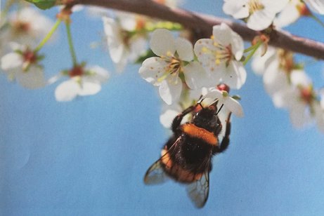 Ein Apfelbaumzweig mit voller wei&szlig;er Bl&uuml;ten quer durch den oberen Bild. An einer Bl&uuml;te Kopfunter h&auml;ngt eine Hummel und saugt den Pollennektar. Im Hintergrund strahlend blauer Himmel.