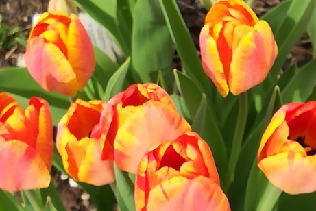 rot-gelbe Tulpen