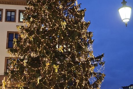 Der 28 m hohe Weihnachtsbaum vor dem Rathaus in Wiesbaden Der 28 m hohe Weihnachtsbaum vor dem Rathaus in Wiesbaden