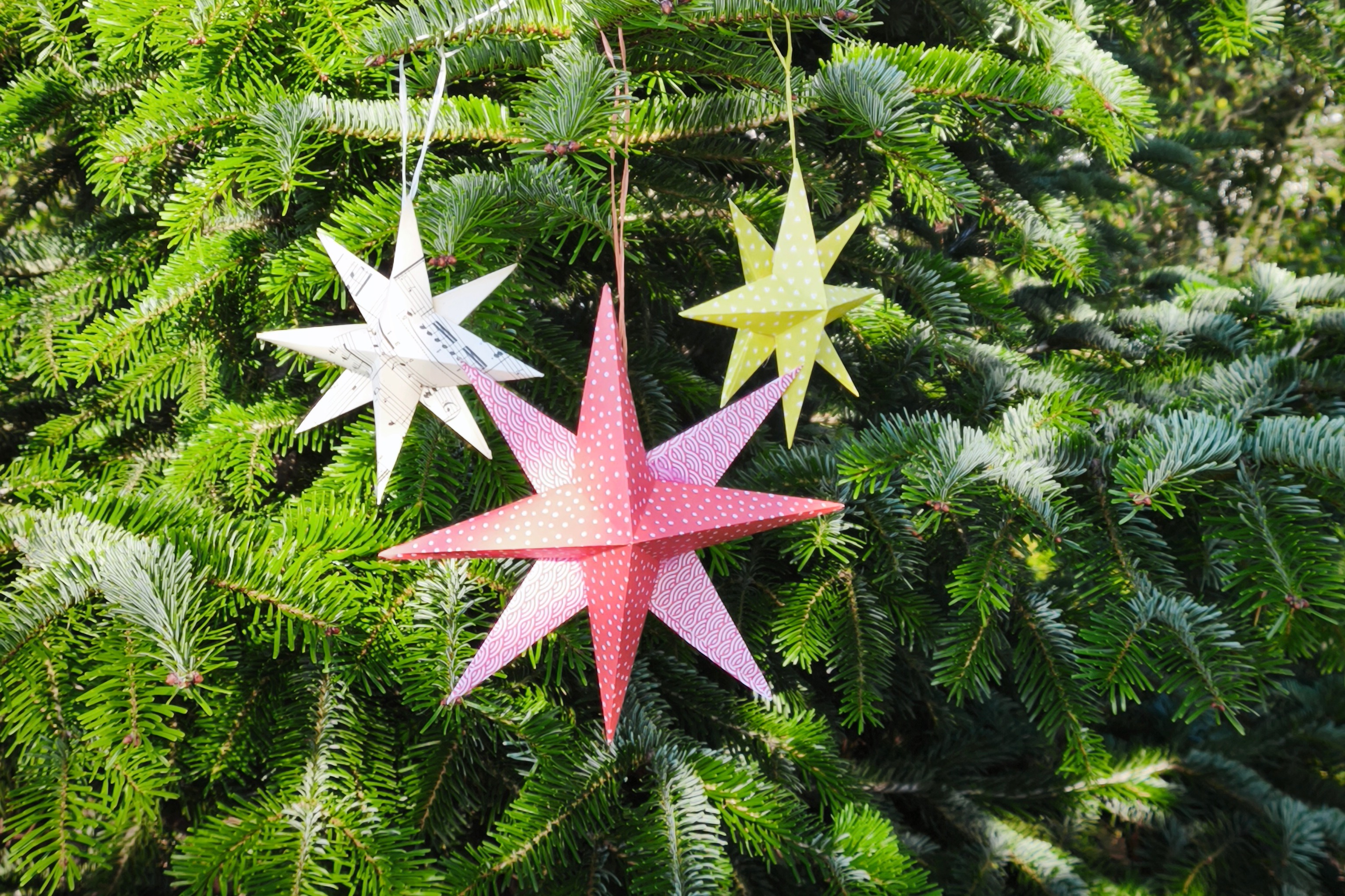 Papiersterne am Tannenbaum