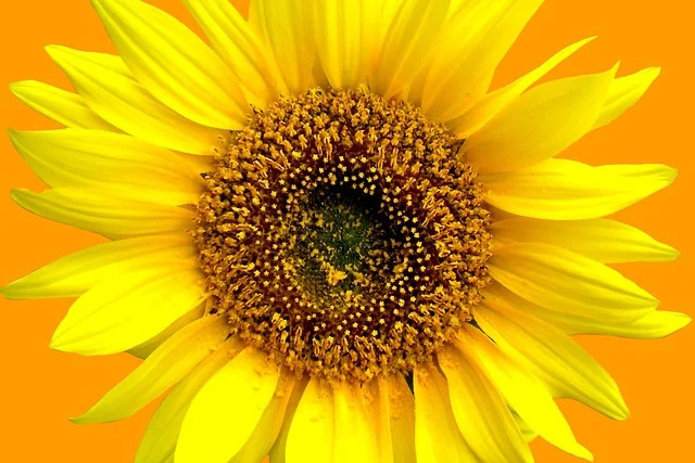 Sonnenblume Sonnenblume