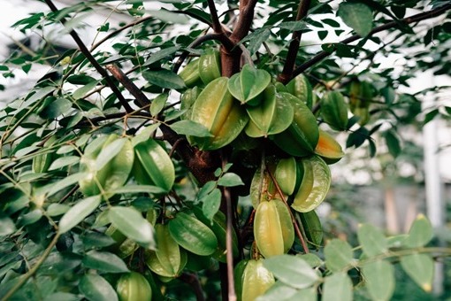 Tropenhaus Klein-Eden