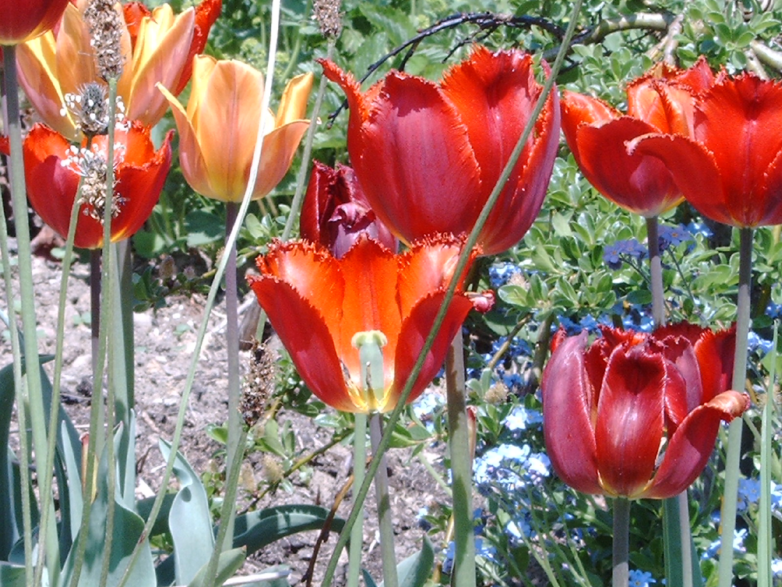 Tulpen im Garten