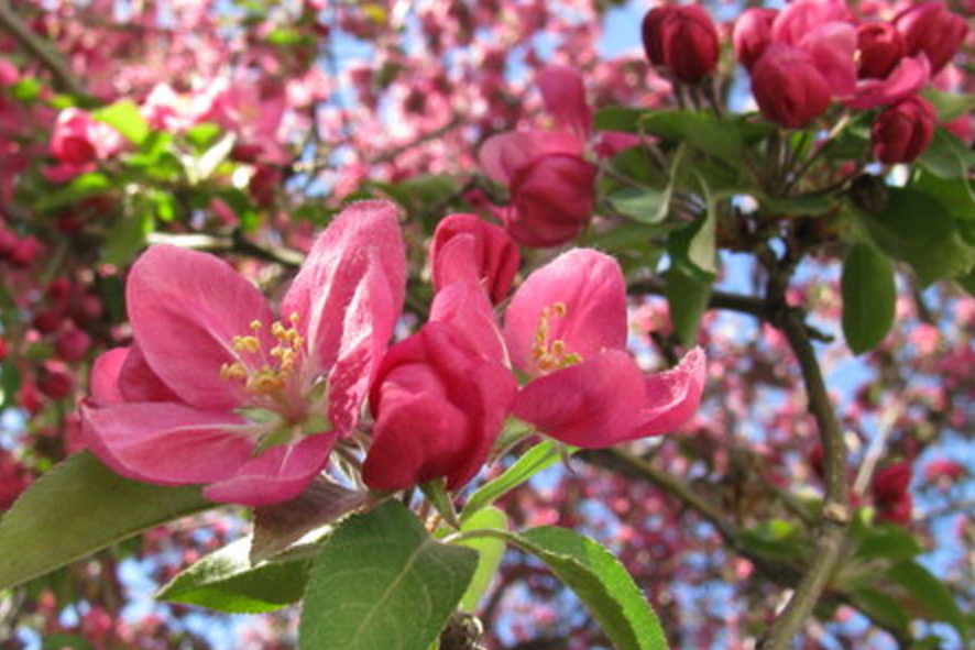 Fr&uuml;hlingsbl&uuml;te